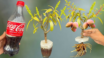 Grow Mango Tree From Cutting Using Coco-Cola And Turmeric Powder - Coco-cola Experiment
