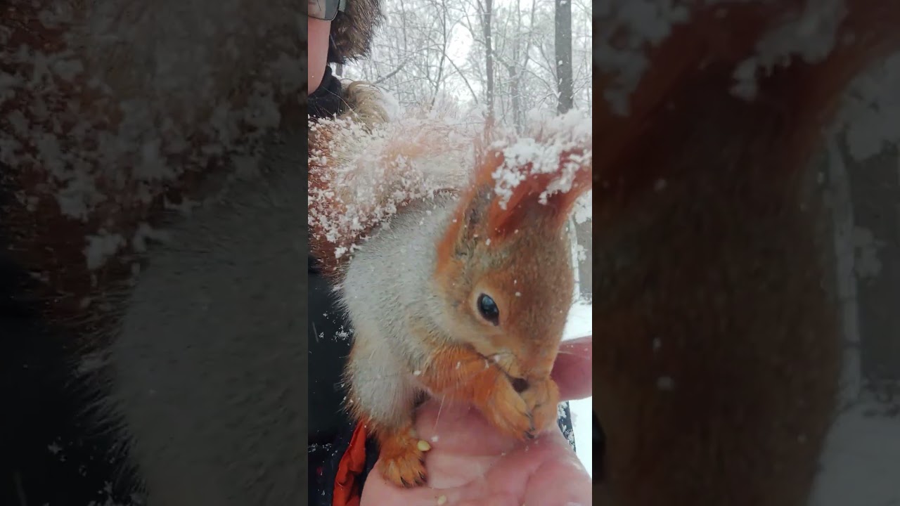 13 января. Кормлю Толстую / 13th of January. I feed Tolstaya