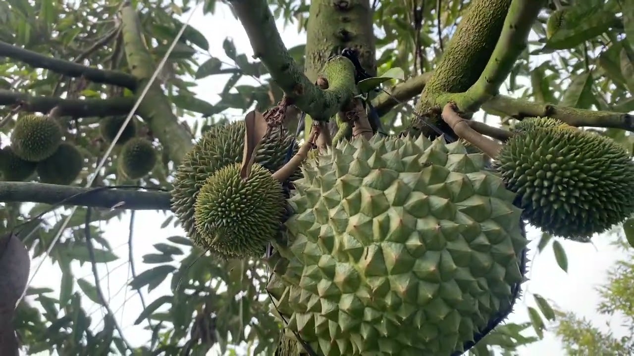 Nuôi trái sầu riêng Blackthorn lớn trái, đậu nhiều