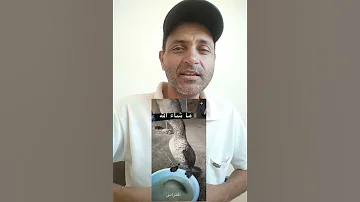 عمرك جربت تبلع السمك صاحي المعلم دة بياكل السمك حي كل يوم 