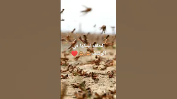 ما وراء الطبيعه حلقة الرعب الجزء الثالث الدكتور رفعت اسماعيل Art 