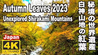 秘境の世界遺産  白神山地の紅葉(青森Autumn leaves in ShirakamiMountains (Aomori) World Heritage 青森観光 旅行 紅葉の名所 日本の紅葉