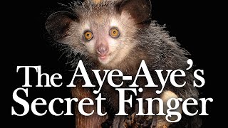 The Aye-Aye's Secret Sixth Finger: the Discovery of a Pseudothumb