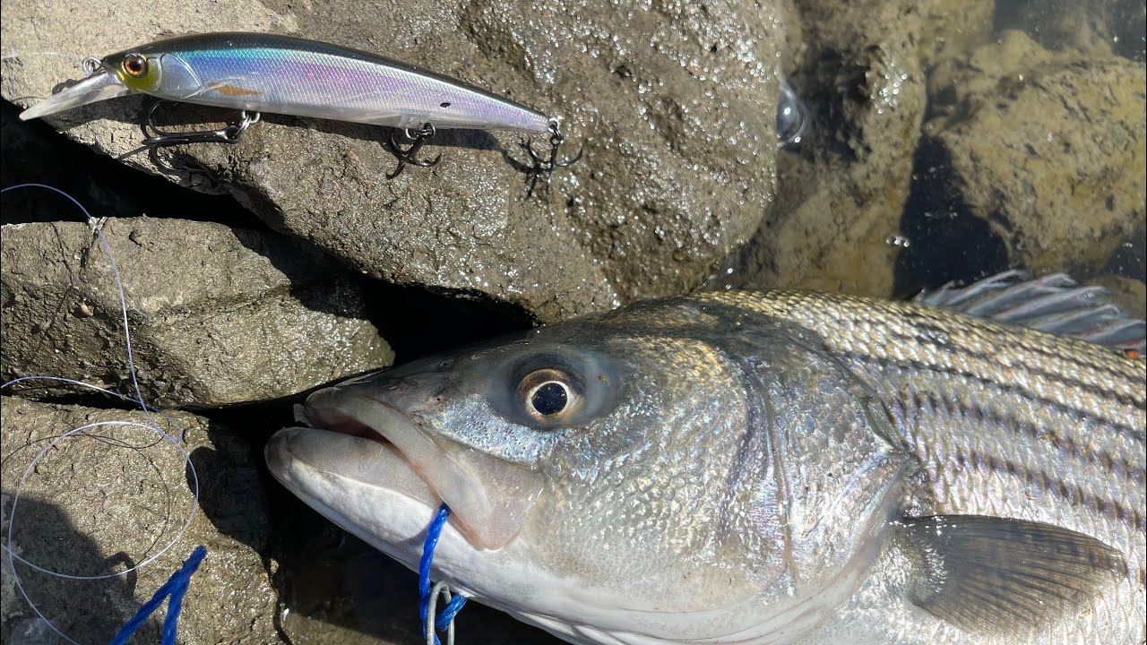How to fish a Jerkbait for Striped Bass 