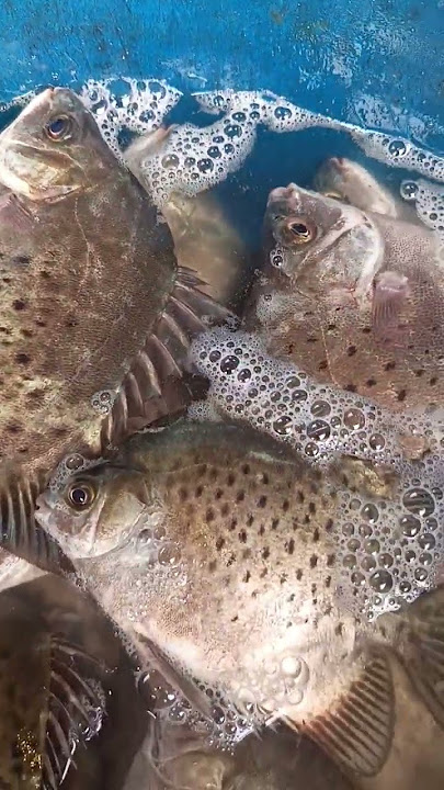 fresh tekero#fishing #fishvendor #