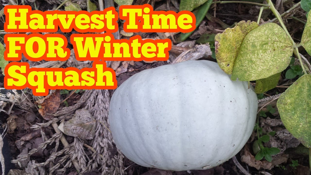 Harvesting The Winter Squash For Winter Storage YouTube