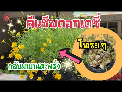 เทคนิคง่ายๆ💯กับต้นดอกเดซี่สี่เหลือง🌼โทรมๆ 🍂ให้กลับมาออกดอกบานสะพรั่ง🌼🌻โดยคุณต้น ไอที แชนแนล