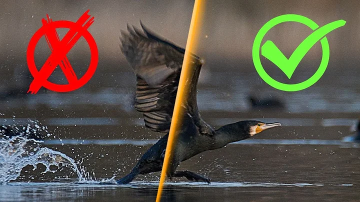 Raw vs Jpeg for Nature Photography - What to choose?