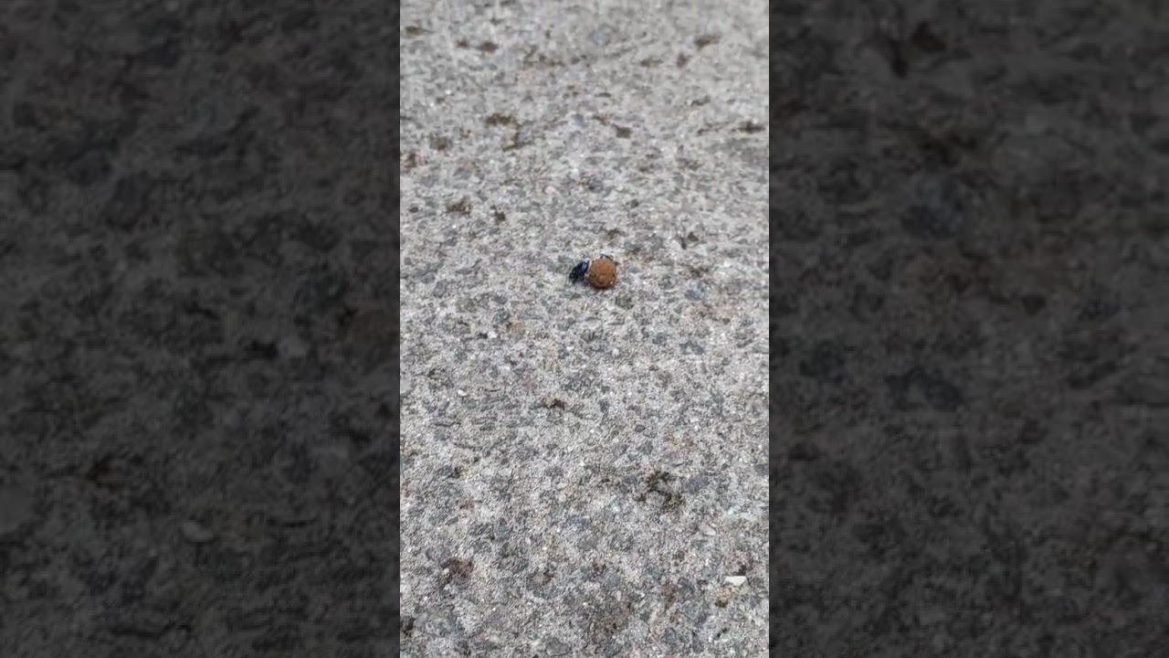 O Besouro Rola Bola.