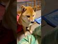 #柴犬 切なく訴えてくる柴犬はこちらです…🐶「同情するならオヤツくれ」 #柴犬 #柴犬まる #癒し #しゃべる犬