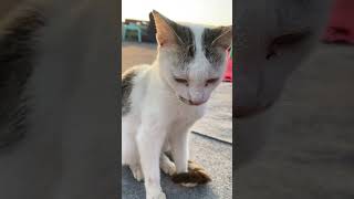 Shy Cat Cant Handle The Attention