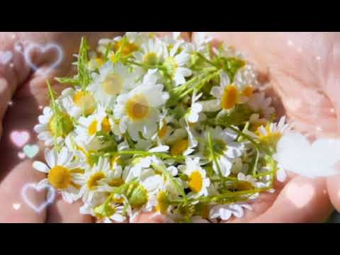 С Добрым Летним утром! Желаю вам самых чудесных дней! Красивое поздравление С Добрым утром