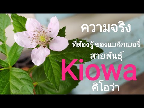 วีดีโอ: Trellis สำหรับแบล็กเบอร์รี่ (43 ภาพ): วิธีทำด้วยตัวเอง? ถุงเท้าแบล็กเบอร์รี่ขนาดและภาพวาดของโครงสร้างความสูงของโครงบังตาที่เป็นช่องในประเทศและการเพาะปลูกแบล็กเบอร์รี่