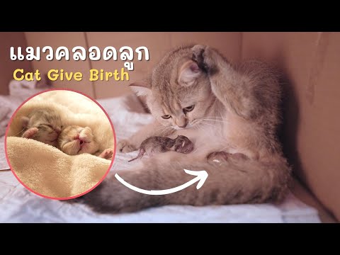EP.33 แมวคลอดลูกกลางดึก | Cat Giving Birth to 4  Kittens
