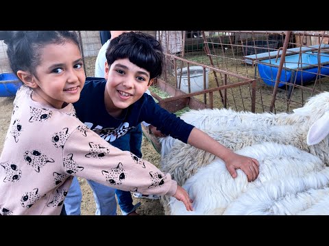 الياس وزياد خلو لولو تمسك الخروف 