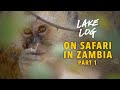 On Safari in Zambia, Part 1