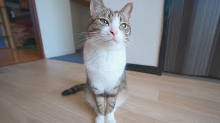 人間が見たら喜ぶ動画