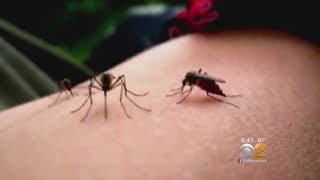 How To Avoid Mosquito Bites