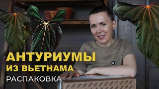 видео: Новые АНТУРИУМЫ в моей коллекции/ РАСПАКОВКА посылки с растениями из Вьетнама. картинка: Новые АНТУРИУМЫ в моей коллекции/ РАСПАКОВКА посылки с растениями из Вьетнама.