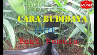 Cara budidaya jahe