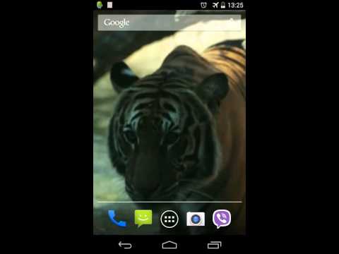 Tiger 3D Video Live Wallpaper – Apps no Google Play