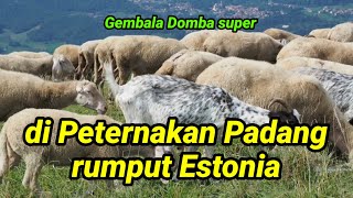 Download Mp3 Video: tentang kehidupan peternakan Domba - domba di padang rumput.!! Gudang lagu Download Mp3 Video: tentang kehidupan peternakan Domba - domba di padang rumput.!!