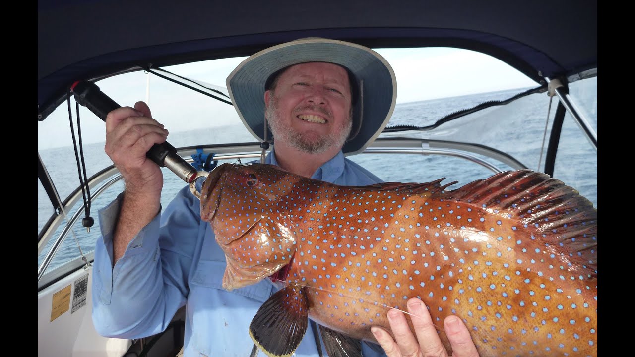 sunshine coast reef trip