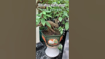 Thi công chiếu sáng đèn led sân vườn, hồ cá Koi