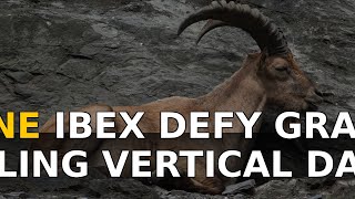 Alpine Ibex Defy Gravity: Scaling Vertical Dams!