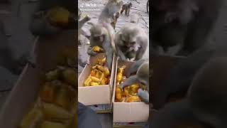 Monkey Funny Video Compilation