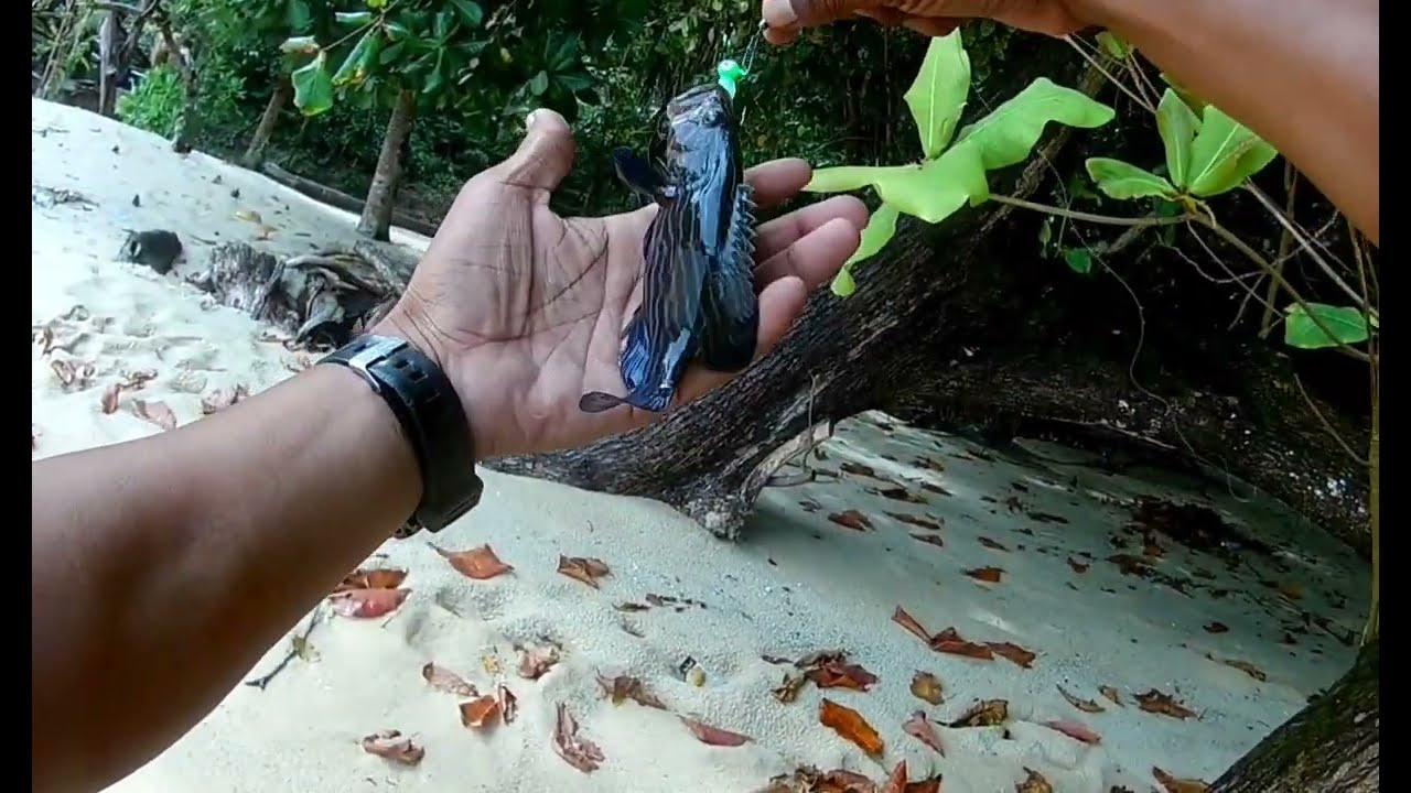 LUBUK KERAPU TELUK KETAPANG PULAU PANGKOR || @adyflychannel