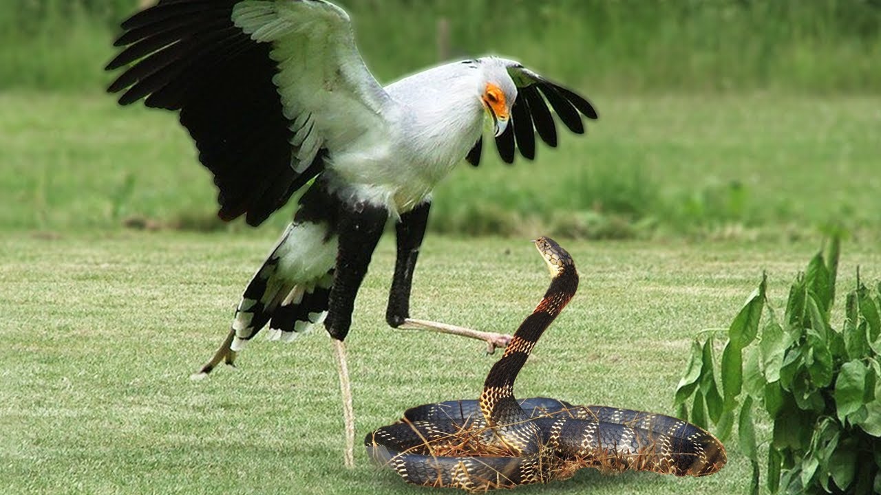 King Cobra Vs Secretary Bird In A Big Fights  Who Will Win 