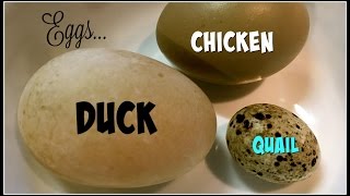 Yummy Eggs! Duck vs Chicken vs Quail