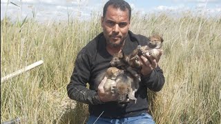 إنقاذ 5 ذئاب صغار من القتل على أيدى المزارعين مع مصطفى هجرس