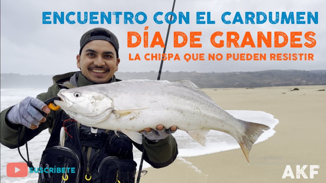 Grandes Corvinas no se resisten a esta chispa !! | Pesca de corvinas en Tunquen, Chile.