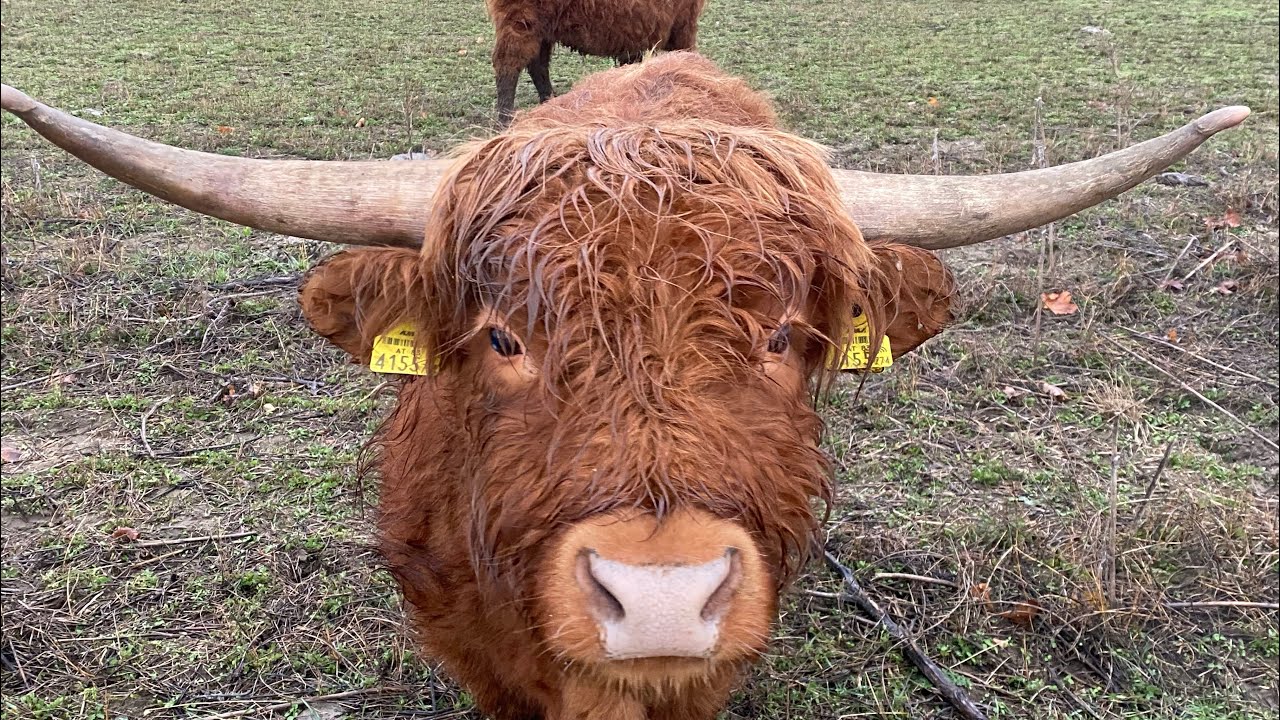 Wqar Rind So nahe war ich dem Highland Rind noch nie 🐮🐮 - YouTube