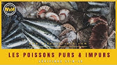 Animaux Purs Et Impurs Que Dit La Bible Youtube