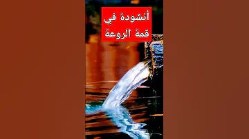 أنشودة في قمة الروعة 