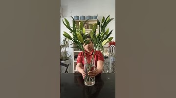 Thumbnail of #lily #white #fresh #flowers #viral #short