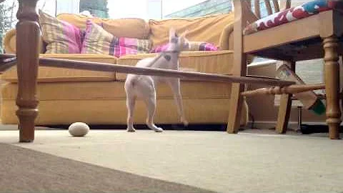 Video 11770791: sphynx cat playing, canadian sphynx, cat learning