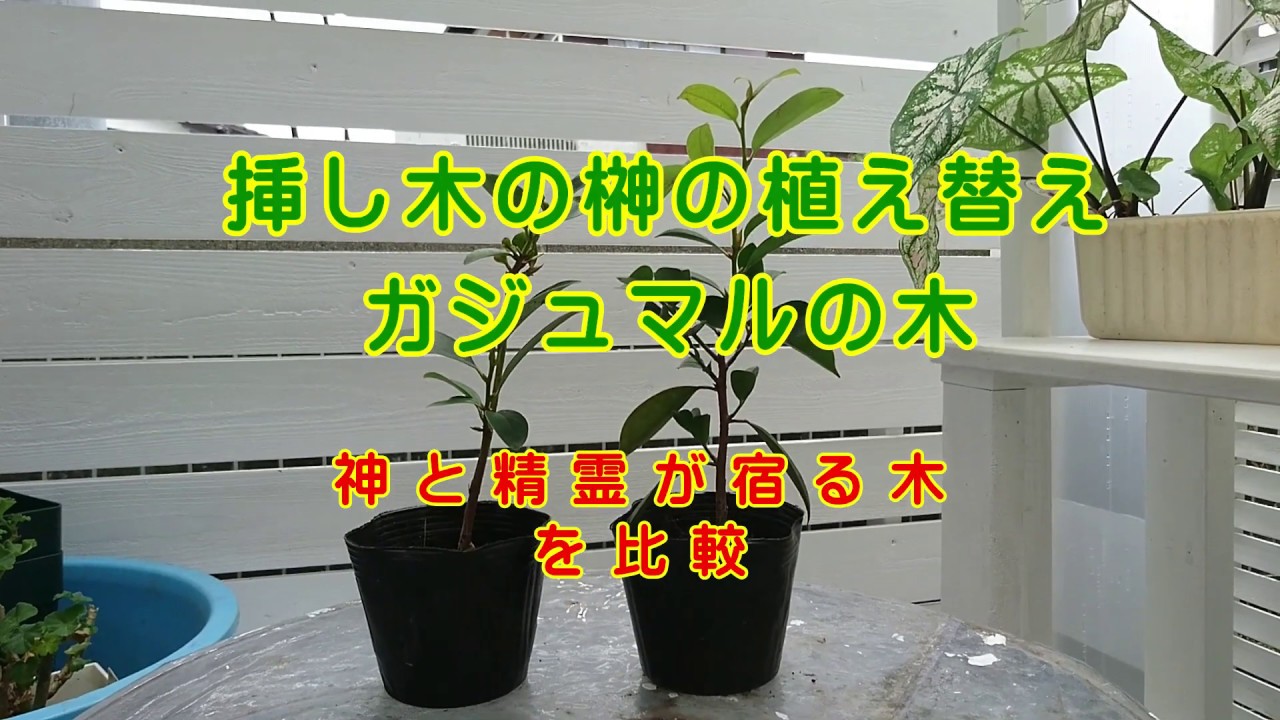 挿し木の榊の植え替え 精霊が宿る木ガジュマルと榊が似ている 比較です Youtube