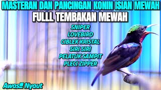 KONIN GACOR JUARA NASIONAL TEMBAKAN TAJAM