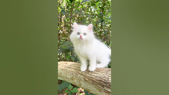 Watch the video about White Doll face persian Cat | Persian cat | Cats for life | Cats for sale | Cat video #cat #cats