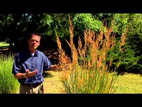 Video: Ornamental Indian Grass: Planting Indian Grass In The Landscape