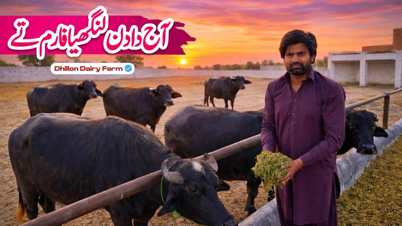 Aj sare din guzrya faram ty🐃/ Dhillon dairy farm/ Faisal jutt 