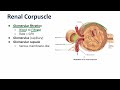 Nephrons