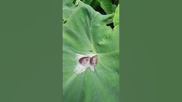 Baby Flapshell Turtle  Rescue ||#rkji #flapshellturtle #shorts