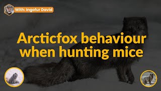 Arctic Fox Behavior When Hunting Mice | Arctic Fox Hunting Mice in the Wild