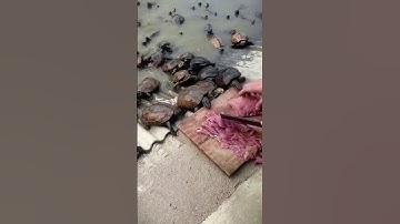 Amazing Turtle Farming #satisfying  #shorts