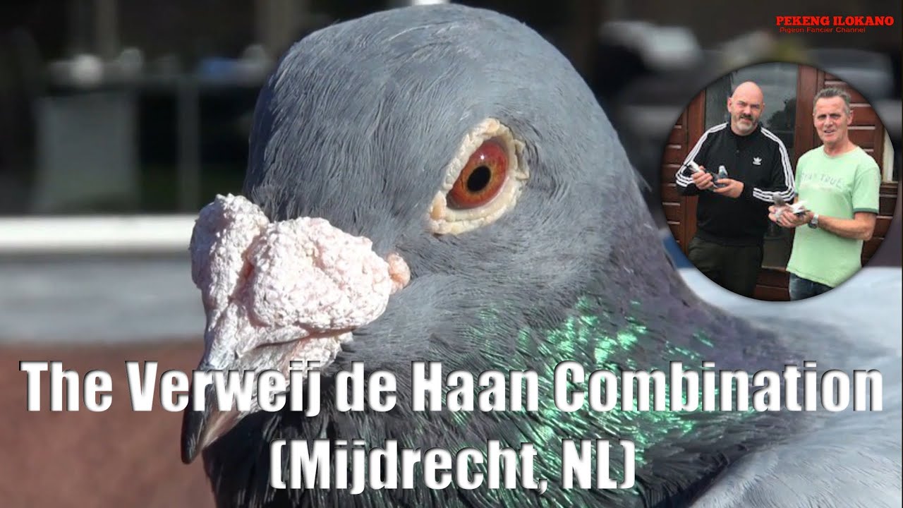 Invaluable Breeder for the International & National Competition - VERWEIJ - DE HAAN COMBINATION